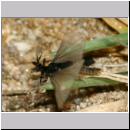 Stylops melittae - Faecherfluegler m49 5mm.jpg